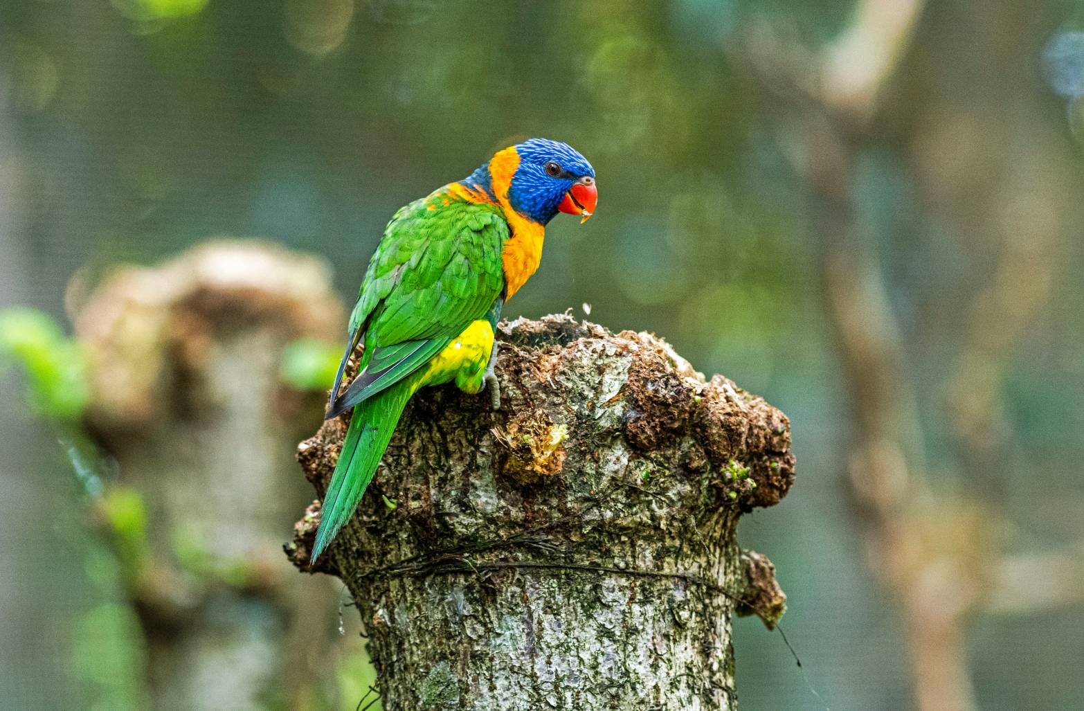 Birds